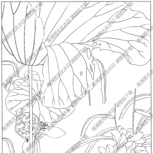 荷花白描線稿42高清圖片下載