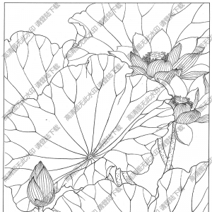 荷花白描線稿45高清圖片下載