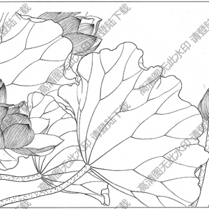 荷花白描線稿56高清圖片下載