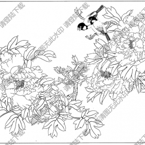 牡丹白描線稿57高清圖片下載