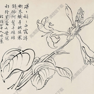 郭味蕖國(guó)畫(huà) 白描花卉 高清大圖下載